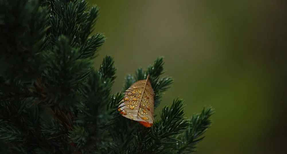 Кое е най-високото дърво в България и къде се намира?