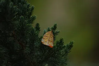 Кое е най-високото дърво в България и къде се намира?
