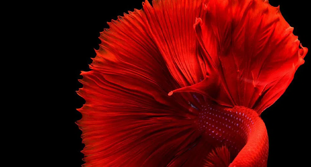 Рибите също могат да броят