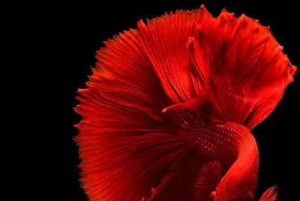 Рибите също могат да броят