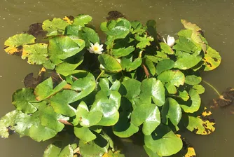 Пускат 12 патета в езерото с лилиите във „Врана“ в събота