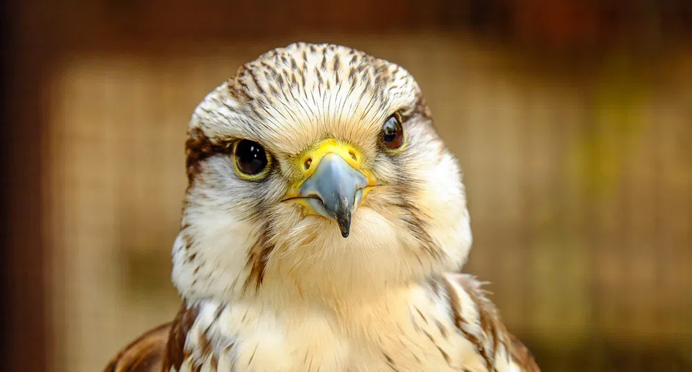 Куриоз: Трусът в Мелбърн изхвърли сокол от гнездото му (видео)