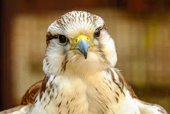 Куриоз: Трусът в Мелбърн изхвърли сокол от гнездото му (видео)