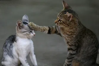 Котки живеят самостоятелно под наем срещу 1 500 долара месечно