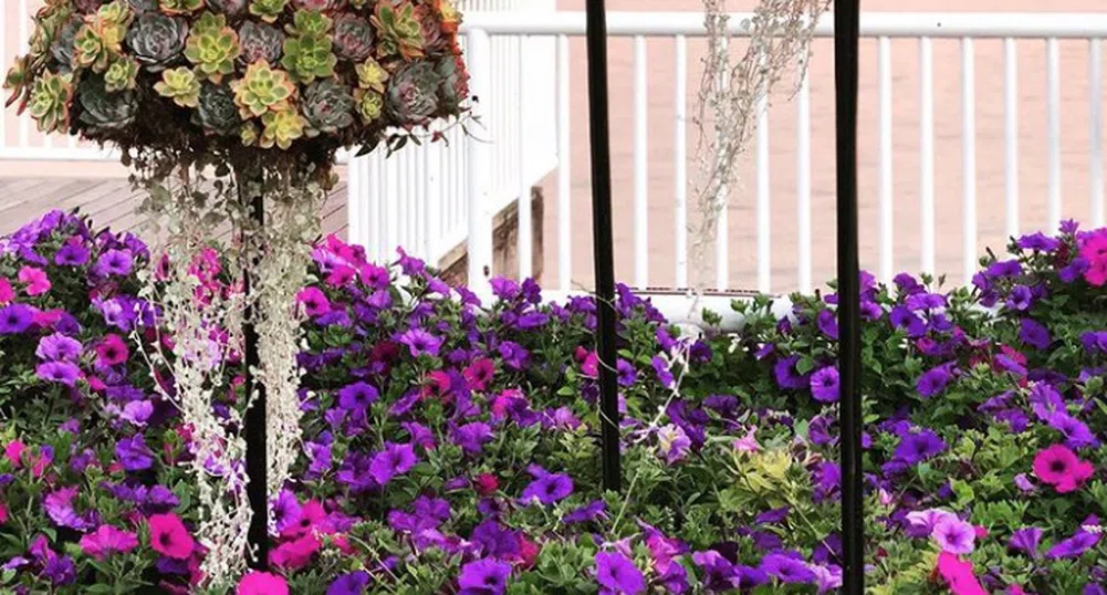 Хората полудяха по сукуленти във формата на медузи (снимки)