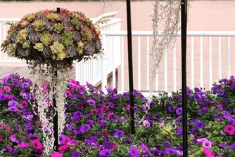 Хората полудяха по сукуленти във формата на медузи (снимки)