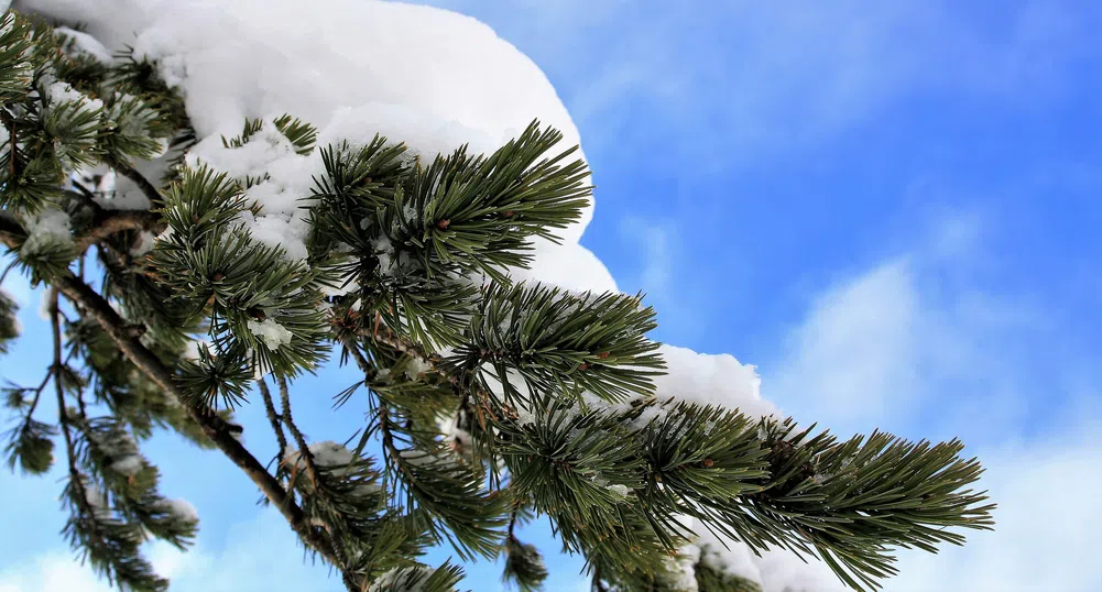 Времето през януари: От -15 до +15 градуса