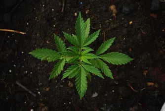 Тайланд легализира марихуаната, но пушенето й не се насърчава