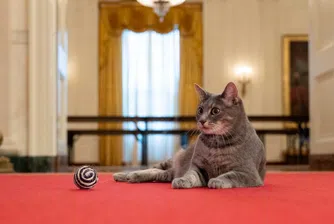 Уилоу е новата котка на семейство Байдън