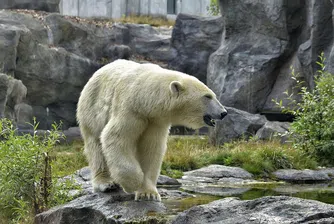 Забелязаха полярна мечка в южната част на Канада