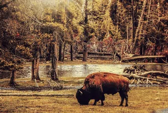 В САЩ набират доброволци за избиване на бизони