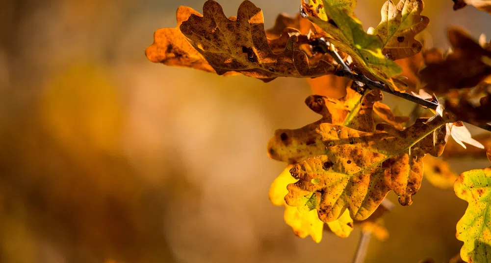 Очаква ни слънчева неделя, а във вторник температурите започват да падат