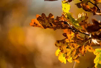 Очаква ни слънчева неделя, а във вторник температурите започват да падат