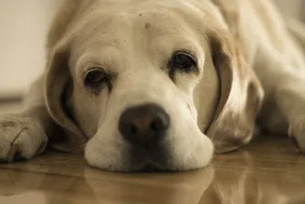 Кучето ви също има криза на средната възраст