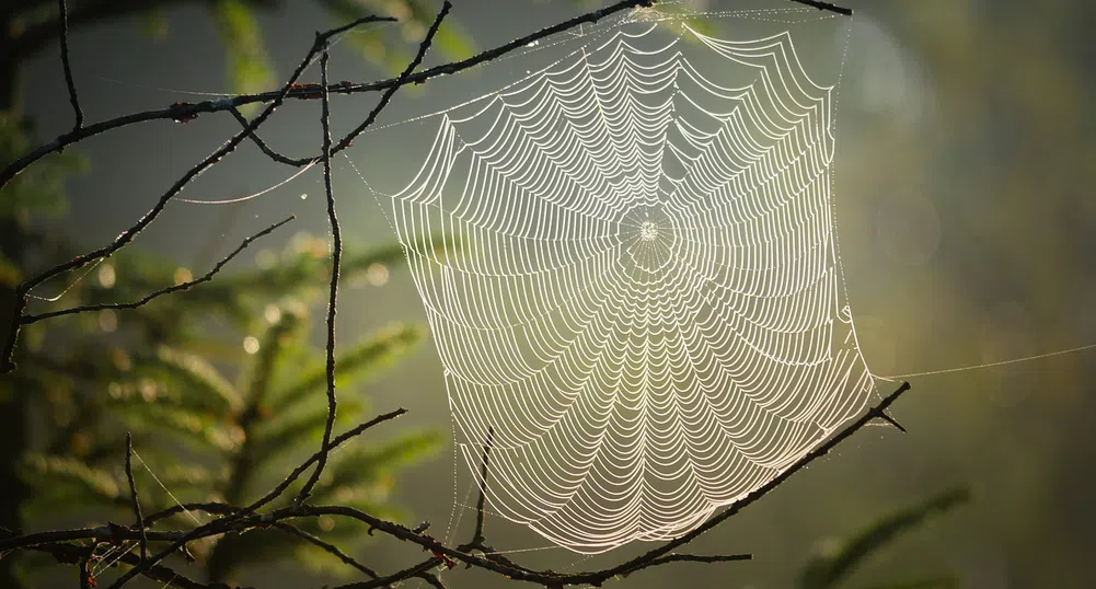 50 000 вида паяци пъплят по Земята