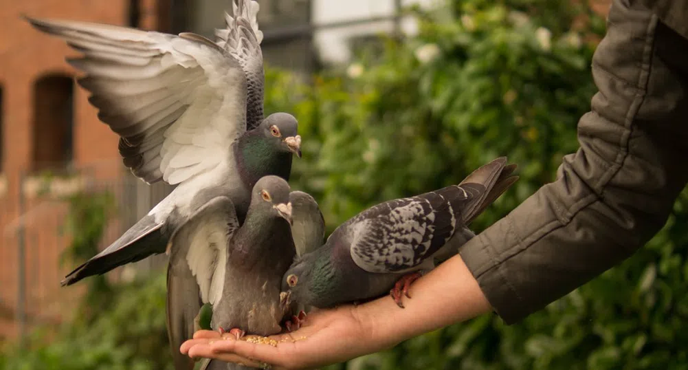Как да реагираме, ако гълъб влезе в жилището ни?