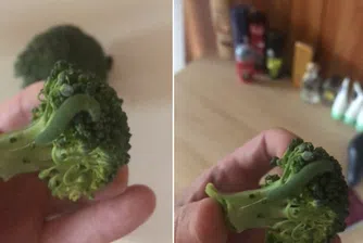 Мъж откри гъсеници в броколито си и ги отгледа