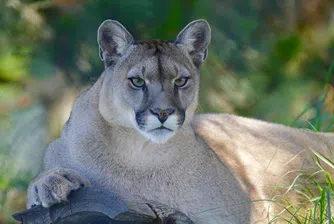 Източните пуми - поредният официално изчезнал вид