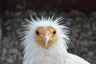 Излюпи се бебе египетски лешояд в диво гнездо в Провадия (видео)