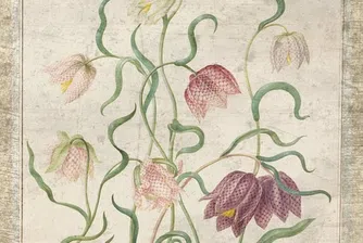 Защо манията по лалетата не е първият голям финансов балон?