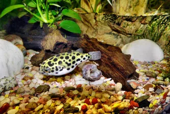 Японски град в паника заради отровна риба,  попаднала в магазини