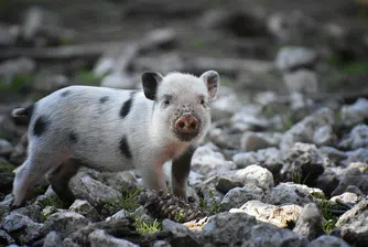 Успешно присадиха сърце от генномодифицирано прасе на човек