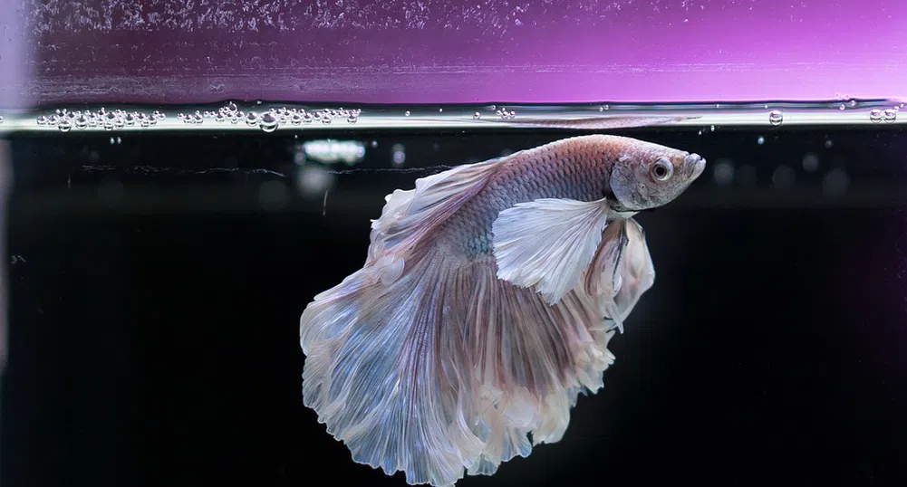 Гений ли сте? Проверете с тази задача