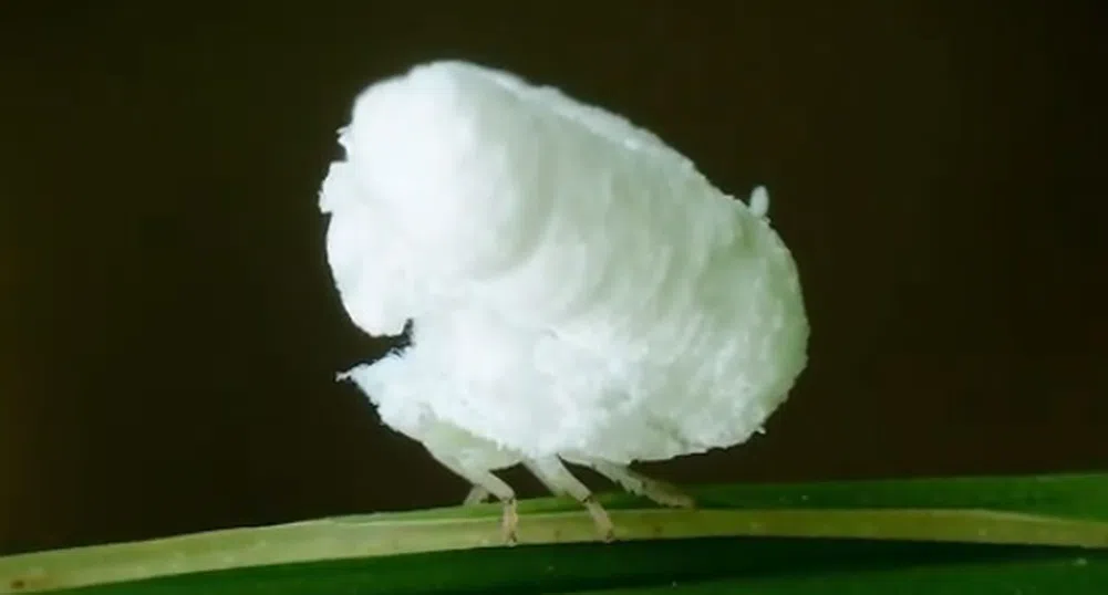 Пуканка с крака, или най-удивителното насекомо в света (видео)