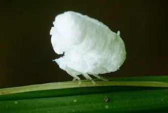 Пуканка с крака, или най-удивителното насекомо в света (видео)