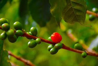 Вкусът на кафето може да се влоши заради климатичните промени