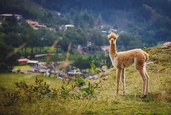Викуня: Най-скъпата вълна в света е от лама