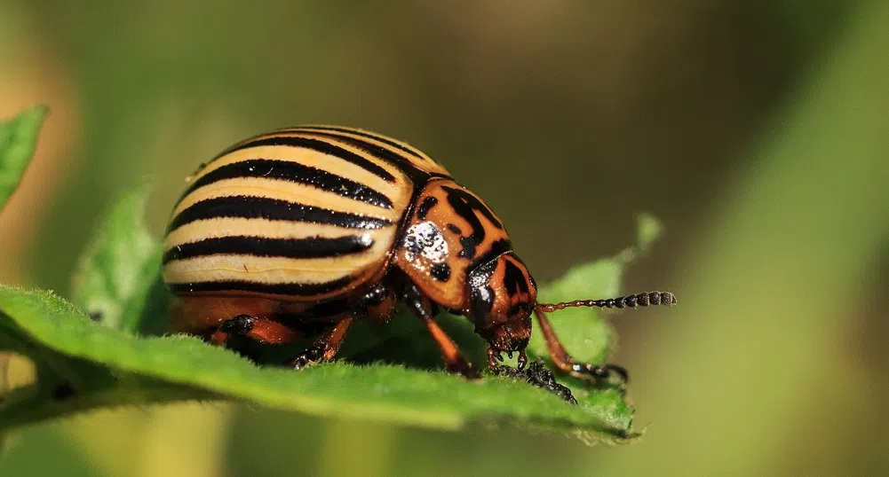 Колорадският бръмбар вече е супермутант. Нищо не го убива