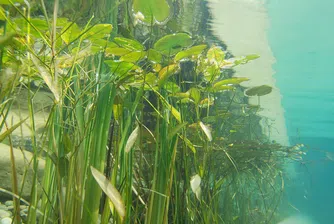 Откриха най-голямото растение в света близо до бреговете на Австралия