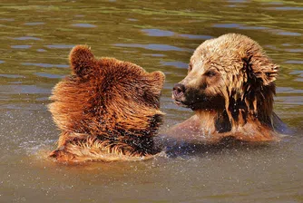 Семейство мечки се спаси от жегите с плуване в езерото Тахо