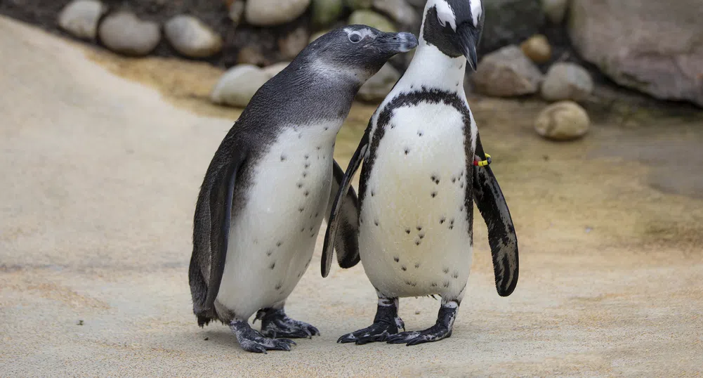 Гей двойка пингвини станаха родители в нюйоркски зоопарк