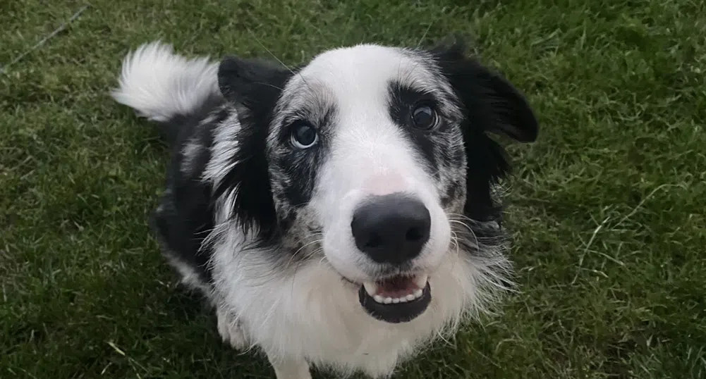 ChatGPT спаси живота на кучето ми – невероятната история на колито Саси