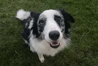 ChatGPT спаси живота на кучето ми – невероятната история на колито Саси