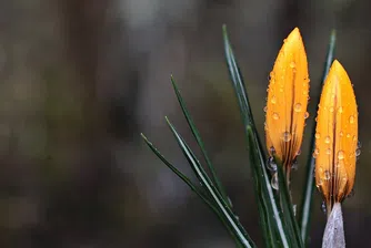 Очаква ни пролет на Коледа