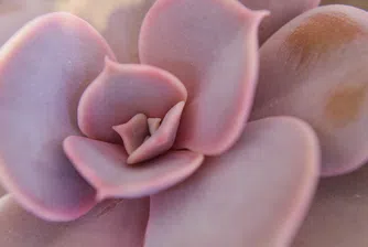 Удивителното растение, завладяло любители на цветята и градинари