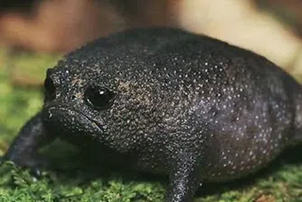 Намръщената жаба, която изглежда като камък и наистина съществува