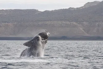 Студент засне невероятни кадри - раждането на кит край бреговете на Африка