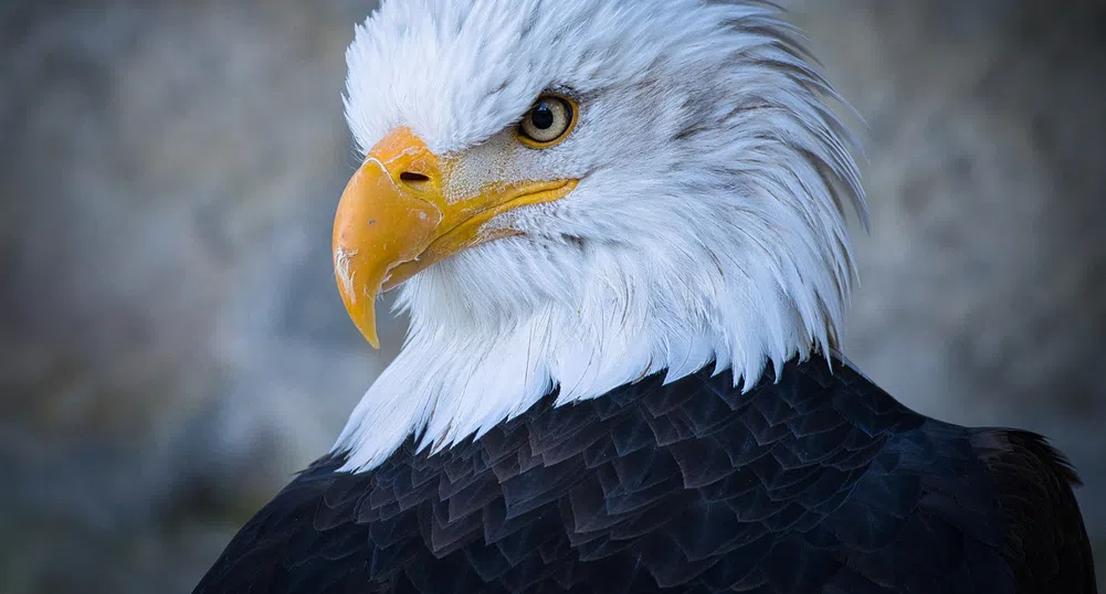 Два белоглави орела се излюпиха в зоопарк във Флорида (видео)