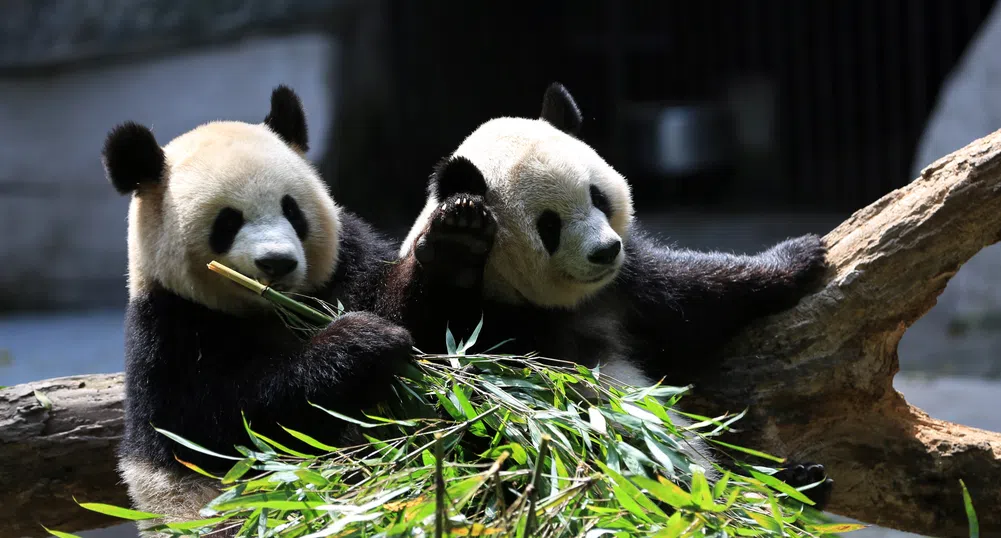 Русия обяви WWF за "чуждестранен агент"