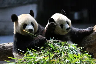 Русия обяви WWF за "чуждестранен агент"