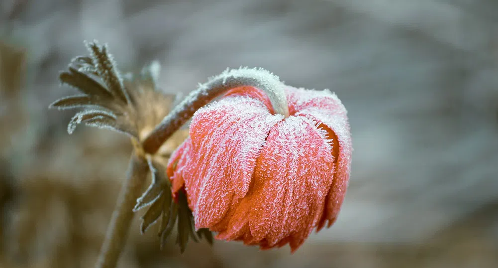 Жълт код за студено време в петък