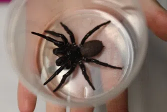 Гигантският паяк, способен да пробие човешки нокът