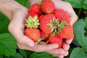 Испания търси български жени за работа на полето