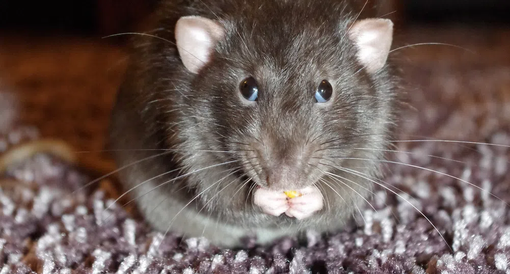 Някои коли Tesla имат проблем с плъхове, но това не е проблем на компанията