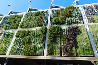 Преимуществата на вертикалните фасадни градини