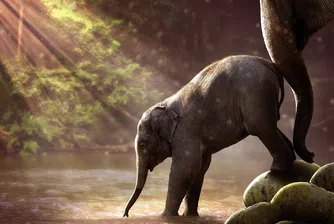 Слонски бейби бум в Кения, ето как можете да си осиновите животно